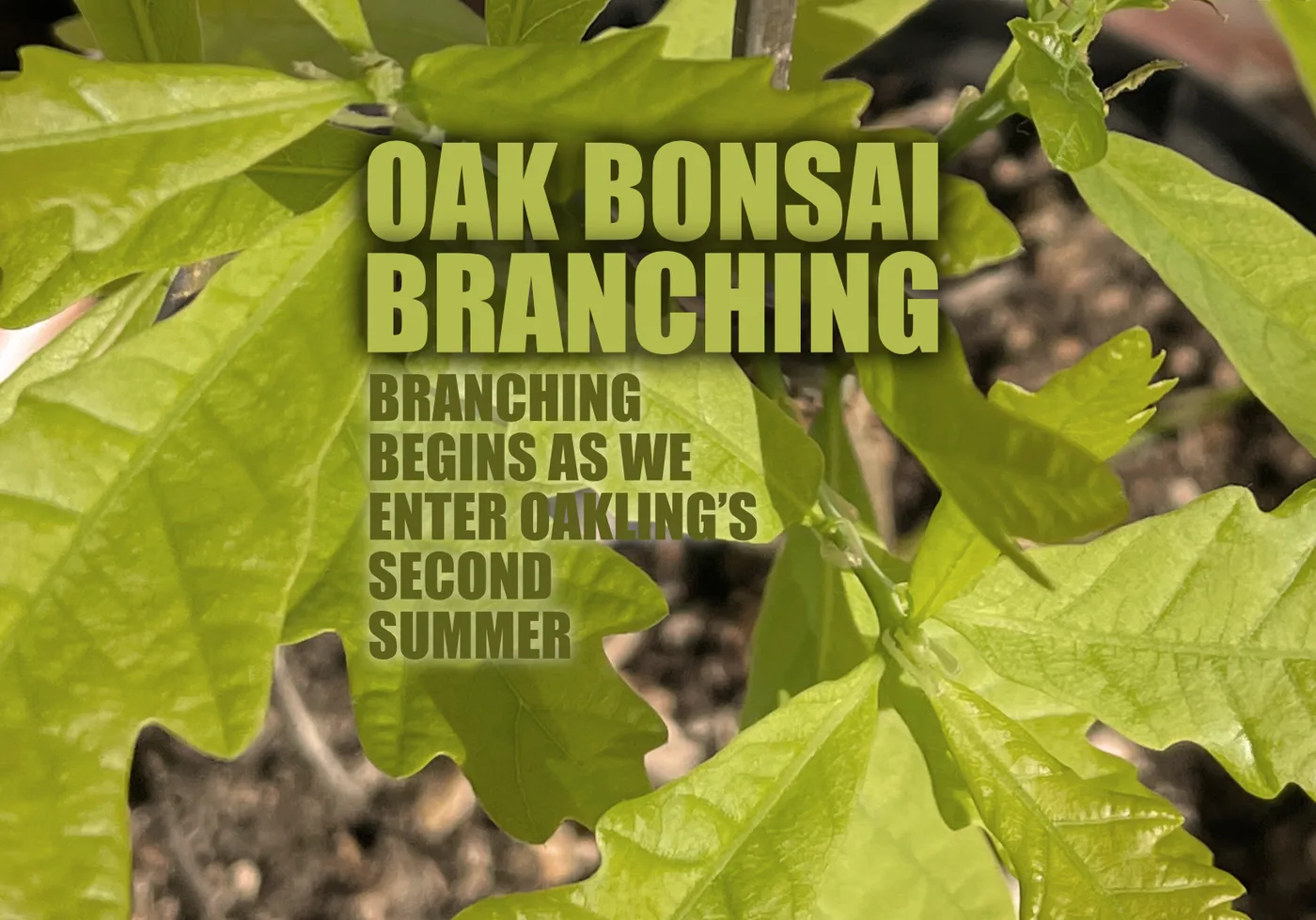 Oak Bonsai: Branching